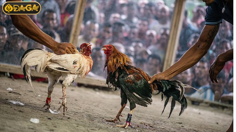 Các điều kiện cần thỏa mãn trước khi đăng ký DAGA Các điều kiện cần thỏa mãn trước khi đăng ký DAGA
