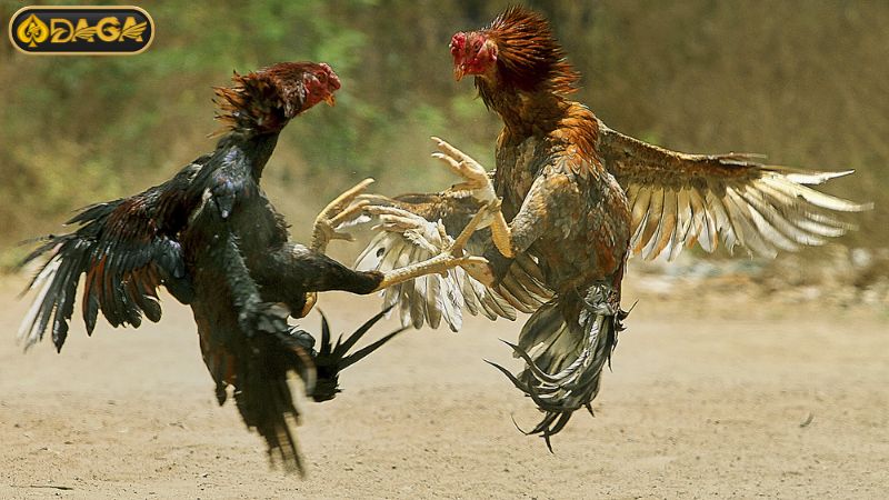 Hướng dẫn tạo tài khoản DAGA siêu đơn giản Hướng dẫn tạo tài khoản DAGA siêu đơn giản