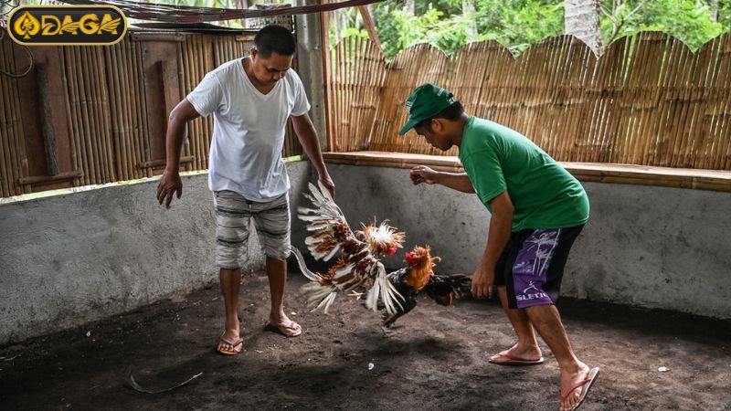Cách chơi gà đá Philippines tại DAGA Cách chơi gà đá Philippines tại DAGA