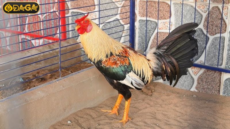 Chiến thuật đá gà hay thường dựa trên độ tương thích của màu mạng gà. Chiến thuật đá gà hay thường dựa trên độ tương thích của màu mạng gà.