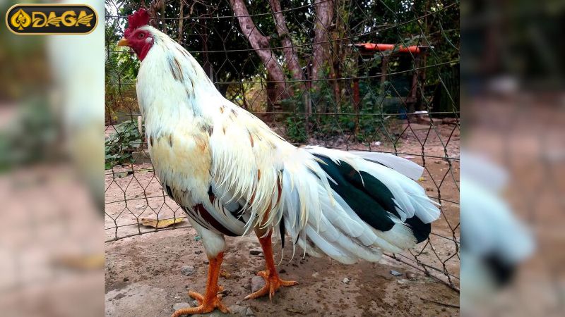 Gà bướm khắc gà tía Gà bướm khắc gà tía