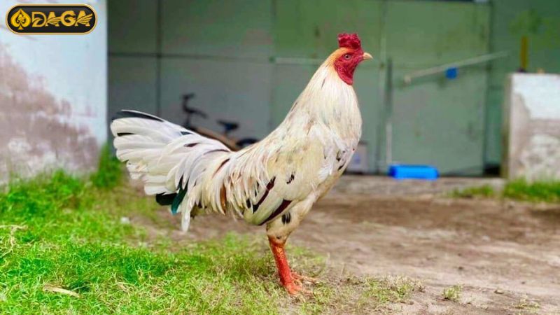 Gà bướm là gì? Gà bướm thuộc mệnh gì? Gà bướm là gì? Gà bướm thuộc mệnh gì?