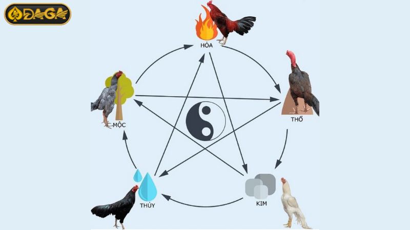 Màu mạng đá gà có ý nghĩa quan trọng về mặt phong thủy. Chú ý đến màu lông của gà giúp bạn xác định màu mạng chuẩn xác.