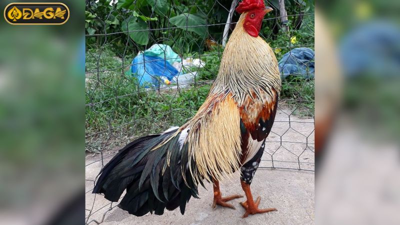 Màu mạng gà chuối được xác định phần lớn dựa trên màu lông. Màu mạng gà chuối được xác định phần lớn dựa trên màu lông.