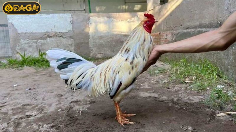 Nên chọn gà bướm chân vàng Nên chọn gà bướm chân vàng