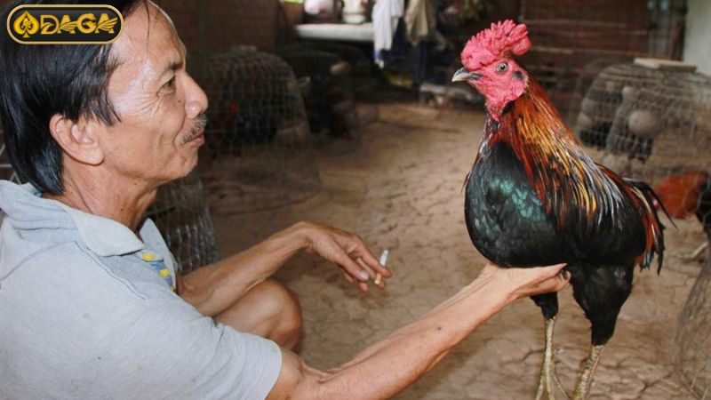 Sư kê xem màu mạng để làm gì? Sư kê xem màu mạng để làm gì?