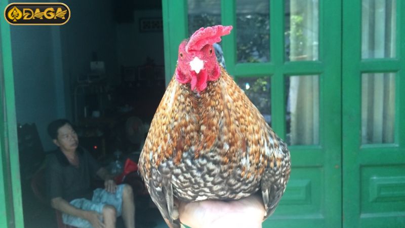 Gà cú là giống gà có bộ lông giống những con cú mèo Gà cú là giống gà có bộ lông giống những con cú mèo