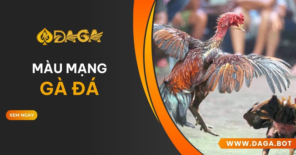 Màu mạng gà đá