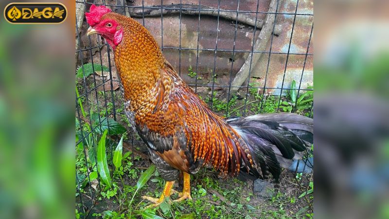Tìm hiểu gà cú mạng gì? Tìm hiểu gà cú mạng gì?